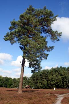 Lüneburger Heide mit Kiefernbaum